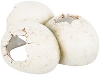 Trixie reptielenschuilplaats eieren polyesterhars wit