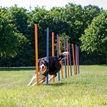Trixie dog activity agility slalom stokken blauw / oranje