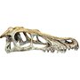 Komodo raptor schedel