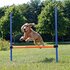 Trixie dog activity agility horde blauw / oranje_